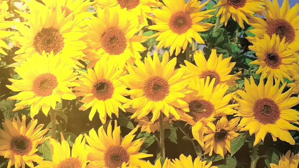 Girasoles – Fondo en Movimiento para PC, Android & iPhone