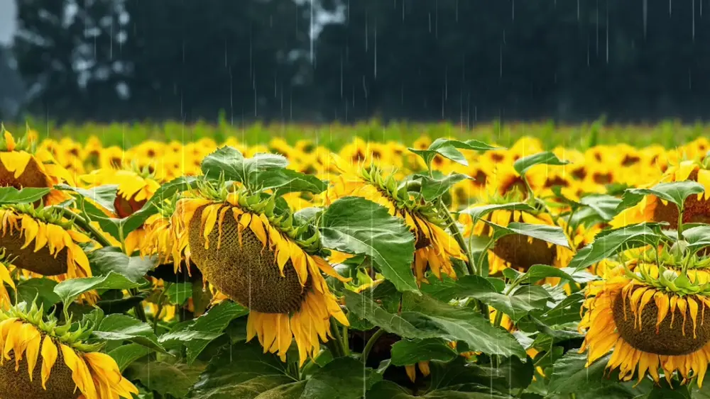 Girasoles – Fondo de Pantalla para PC, Android & iPhone