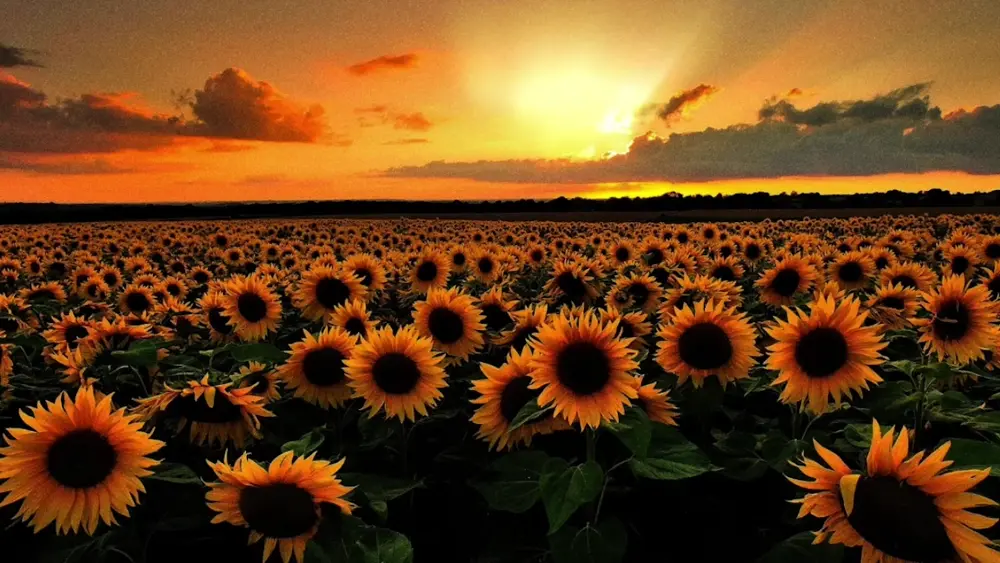 Girasoles – Fondo Animado para PC, Android & iPhone