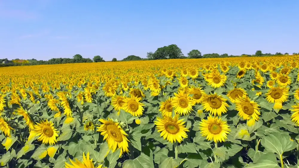 Girasoles – Fondo de Pantalla Animado para PC, Android & iPhone